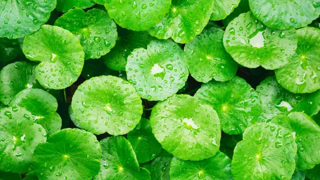 Centella asiática: qué es, para qué sirve y cómo usarla